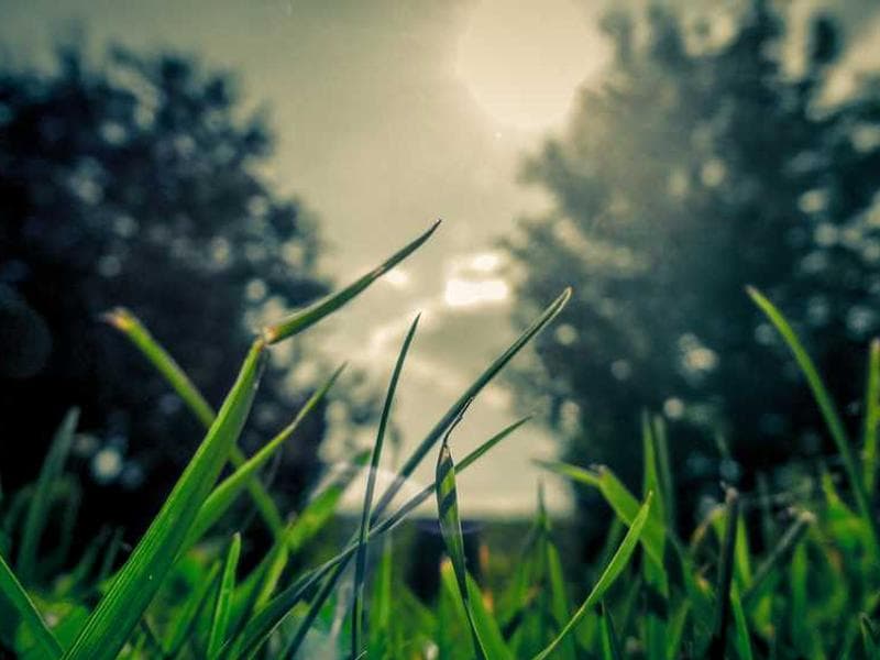 Mass Tree Plantation Drive